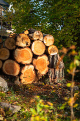 Sawed logs of a tree piled in a pile on a sunny day