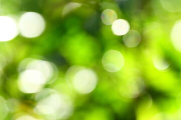 Obraz premium Abstract nature backgrounds concepts, wilderness 