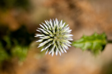 Thorny plant close up in autumn