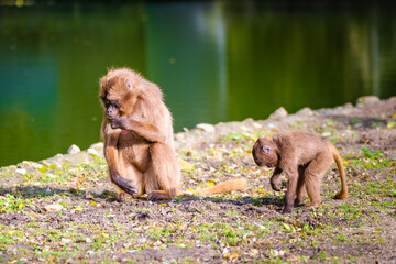 macaques monkeys