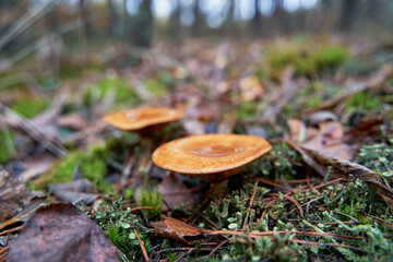 Agaric forest mushroom in fall season.
