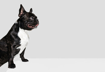 One cute doggie, French bulldog looking away isolated over white studio background. Animal, vet, care concept