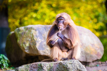 macaques monkeys