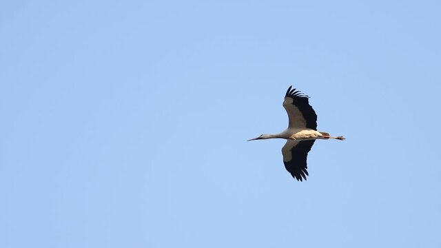 first spring bird white stork flies across the sky
