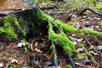 A tree stump overgrown with moss in the forest