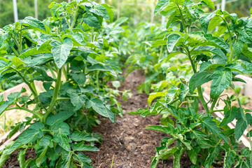 Tomato plants growing outdoors in a garden