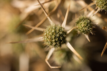 pointed dried thorny plant in autumn