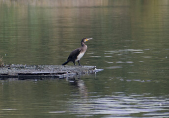 great blue heron