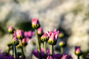 Buds of pink flowers of cultivated chrysanthemum closeup with dew drops . Selective focus