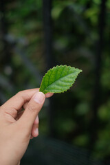 a leaf held by hand