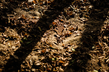 tree trunk in the forest