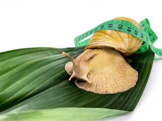 Snail ahatin for beauty procedures with a measuring tape. Cosmetic procedures, weight loss. - obrazy, fototapety, plakaty