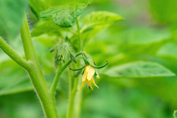 Close up of a Small Truss of Small Yellow Tomato Flowers in the Back Garden, with Hairs Called Trichomes Visible on the Stems