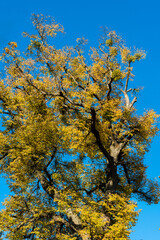 Linde mit Herbstlaub auf dem Württemberg in Stuttgart