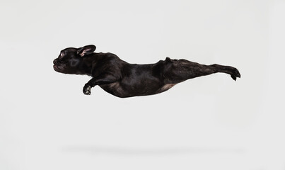 Portrait of cute doggie, French bulldog flying isolated over white studio background. Animal, vet,...