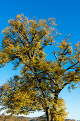 Linde mit Herbstlaub auf dem Württemberg in Stuttgart