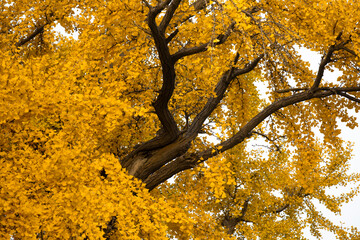 Shanghai, Qibao Ancient Town, ancient, ginkgo tree