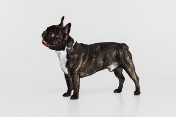 Studio shot of purebred dog, French bulldog standing isolated over white studio background. Animal, vet, care concept