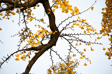 Shanghai, Qibao Ancient Town, ancient, ginkgo tree