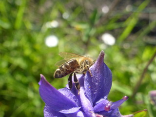 Biene auf einer Blume