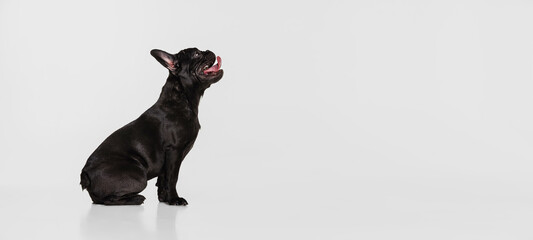 Side view of beautiful purebred dog, French bulldog lying on floor isolated over white studio background. Animal, vet, care concept - Powered by Adobe