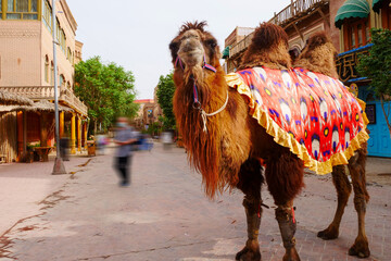 Town Festival Street camel team