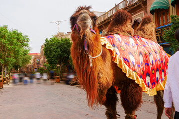 Town Festival Street camel team