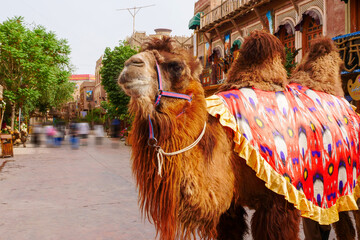 Town Festival Street camel team