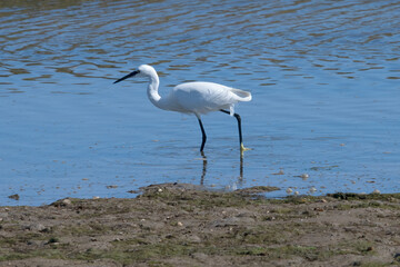 Little Egret  in Spain Isla Cristina.
