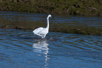 Obraz premium Little Egret in Spain Isla Cristina.