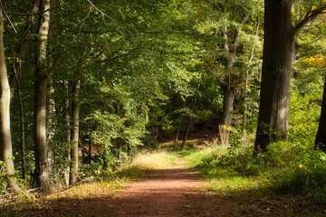 Path through the trees next to a small lake in the Rhineland Palatinate forest of Germany on a sunny fall day.