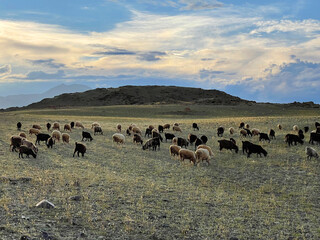 Flock of mountain goat and sheep grazing on a lawn in the mountains in autumn day