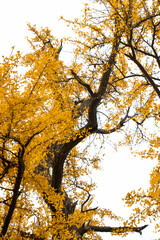 Shanghai, Qibao Ancient Town, ancient, ginkgo tree