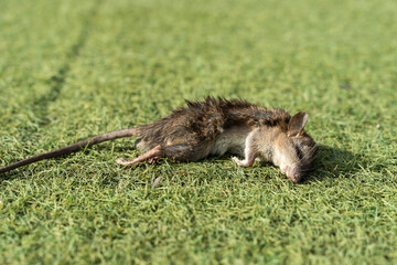 Dead rat on the green grass