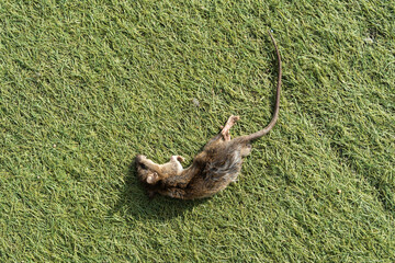 Fototapeta premium Dead rat on the green grass