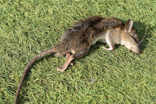 Dead rat on the green grass