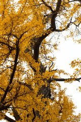 Shanghai, Qibao Ancient Town, ancient, ginkgo tree