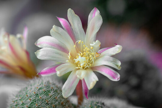 Aylostera cactus blooms with a white-pink flower with a yellow center