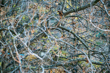 Beautiful Bird, European green woodpecker