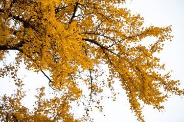 Shanghai, Qibao Ancient Town, ancient, ginkgo tree