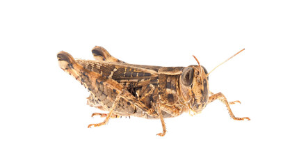 Short-horned grasshopper or Italian locust isolated on white background, Calliptamus italicus