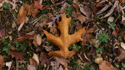 Fall leaves in the woods