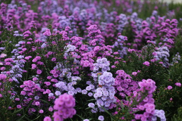 Photo of Marguerite flower field in park