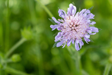 Salutation printemps