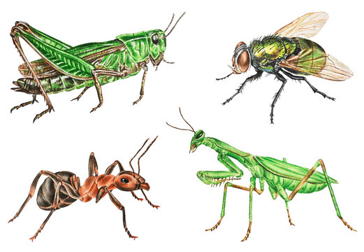 Set of watercolor beetles. Grasshopper, fly, green mantis , ant.   Illustration. Hand drawn. Closeup. Template.