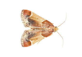 Meal moth isolated on white background, Pyralis farinalis