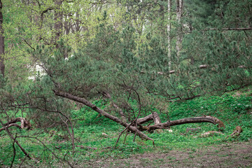 Forest with pine trees. Green landscape