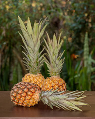 Three pineapples against green vegetationon wooden surface, two upright and one laying down- tropical fruit concept
