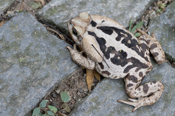 Sapo cururu, Bufo, from an angle. This frog has  poinsouns glands to attack predators 