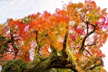 洗竹窓址の紅葉